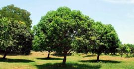 Mango farm in Mindanao, Philippines